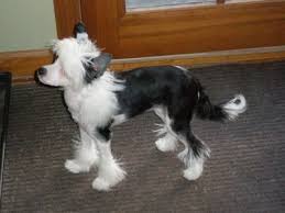 Bathealer S Image Chinese Dog Chinese Crested Powder Puff Chinese Crested Dog