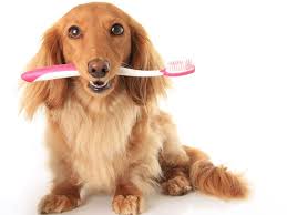 Most of the low cost dental care insurance plans provide nearly a hundred percent coverage for preventative dental treatment such as cleanings and exams. Low Cost Pet Dentals Southampton Animal Shelter Foundation