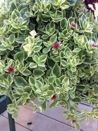 It requires little care, and because it's a succulent, too much care may kill it. Aptenia Cordifolia Variegata Jensen Nursery And Garden Centre Suculentas Penduradas Suculentas Jardins Pequenos