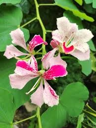 Image result for Bauhinia monandra