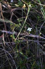 Image result for Oldenlandia herbacea