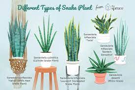 How To Grow And Care For Snake Plant In 2020 Snake Plant Indoor Plants Snake Plant
