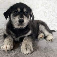 Check spelling or type a new query. Kaleb Goberian Puppy 672551 Puppyspot
