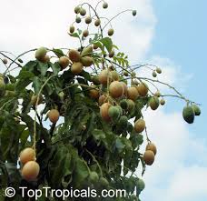 Image result for Clausena lansium