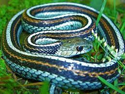 Green Glow Morph Brown Striped San Francisco Garter Snake Thamnophis Sirtalis Tetrataenia Cute Snake Snake Reptiles Names