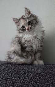 A blue smoke is a solid blue (gray) cat with white roots. Our Siberian Kitten Vosse Black Tortie Silver Tabby White Siberian Kittens Siberian Forest Cat Pets Cats