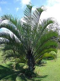Image result for Dypsis
