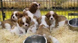 Hello !!!!j'espère que vous allez bien ! Salon Du Chiot On En Est A Crocs