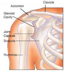 Check spelling or type a new query. Adhesive Capsulitis Anatomy