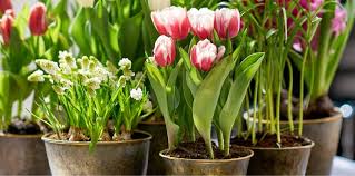 For more than 20 years, we at astra fund holland bv have been one of the leading suppliers of high quality and low priced cut flowers and potted plants from holland. Noviflora Holland S Pride Tulips 01 2019 Detail Blog