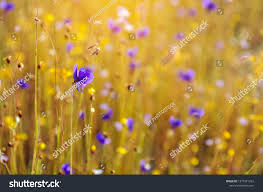 Image result for Burmannia