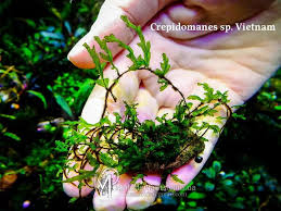 Image result for Crepidomanes