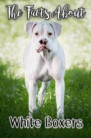 White Boxer Dogs Itsaboxerdogslife White Boxer Dogs Boxer Dogs Facts Boxer Dogs Funny