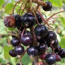 Rust resistant varieties may be shipped to oh & mi. Shop Blackcurrant Bushes British Plants Seeds Habitat Aid