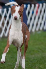Ibizan Hound Ibizan Hound At The 2010 Wine Country Circuit Dog Show At Sampson State Park In Upstate Ny In 2020 Ibizan Hound Hound Puppies Racing Dogs