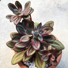 Painted Echeveria Nodulosa In 2020 Echeveria Colorful Succulents Succulents