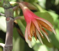 Image result for Acrostichum