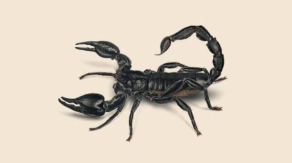 Black Scorpion - Asian Forest Scorpion | Orkin