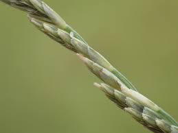 Image result for Leptochloa fusca
