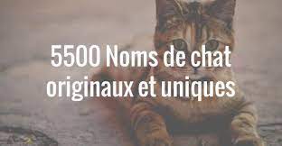 Dans tous les cas, voici quelques idées pour vous inspirer ! Nom De Chat Originaux Et Uniques Hopital Veterinaire De La Seigneurie De Terrebonne 500 Animals Cats Pets