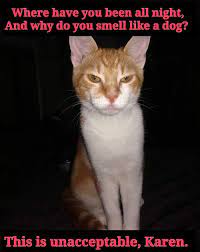 Karen Meme Cat Funny Cat Memes Cat Jokes Karen Memes