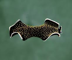 Image result for Holothrix papillosa