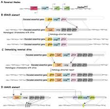 Using genetic data from four populations of the flour beetle tribolium castaneum. Can Crispr Based Gene Drive Be Confined In The Wild A Question For Molecular And Population Biology Biorxiv