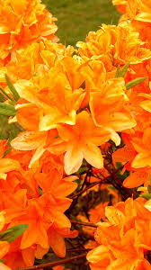 Azalea Flowering Orange Bright Garten Blumen