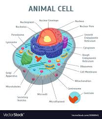 This information can also be found on information sites such as wikipedia and national geographic. Anatomy Of A Cell Anatomy Drawing Diagram