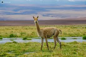 Lunes a viernes de 07:30 a 20:00. Vicuna En Altiplano Chileno La Vicuna Vicugna Vicugna Flickr
