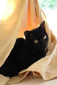 Max In His Curtain Nest Cats Pretty Cats Black Cat