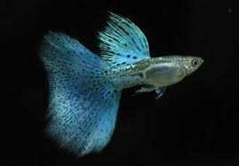 Ikan hias air asin (laut) dan juga ikan hias air tawar. Lengkap Sejarah Dan Jenis Ikan Guppy