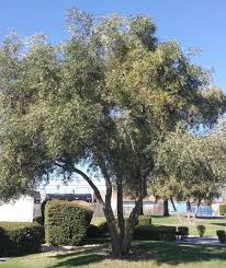 Image result for Olea capensis