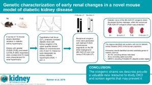 Genetic Characterization Of Early Renal Changes In A Novel Mouse Model Of Diabetic Kidney Disease Sciencedirect