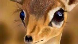 مخلوق من جن ة صغير الغزال youtube