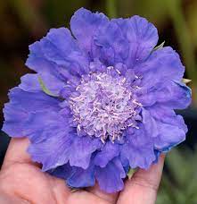 Pin On Gardening