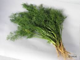 Image result for Anethum graveolens