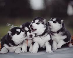 Check them out to find your new husky! Akc Siberian Husky Breeder In Dallas Texas