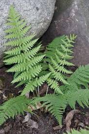 Pin On Ferns