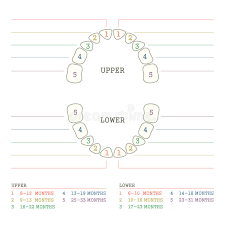 Cartoon Tooth Anatomy Chart Stock Vector Illustration Of