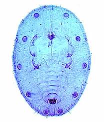 Image result for Cogniauxia podolaena