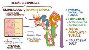 The descending portion of the loop of henle is permeable to water but not salts, increasing the osmotic gradient and creating a concentrated filtrate. Loop Of Henle Osmosis