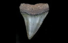 The most common myth is that great whites, with their poor vision. Serrated 1 51 Fossil Great White Shark Tooth Florida For Sale 34776 Fossilera Com