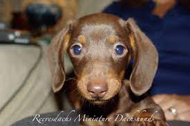 We did not find results for: Reevesdachs Miniature Dachshunds