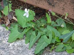 Image result for Volusia amboinensis