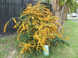 Image result for Pyracantha