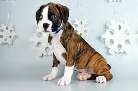 Get matched with a new puppy online here at vip puppies. Boxer Puppies For Sale Jersey City Nj 131029 Petzlover