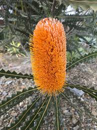 Image result for Proteaceae