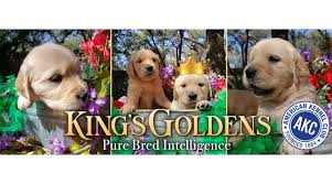 Available english cream golden retriever puppies near dallas texas. King S Goldens Awesome Purebred Akc Golden Retriever Puppies Home Facebook