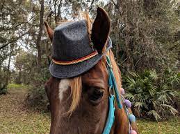Gray Felt Fedora Hat For Small Horse Pony Or Miniature Horse Etsy Miniature Horse Small Horse Felt Fedora